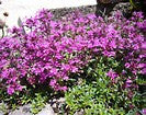 Thyme Red Essential Oil