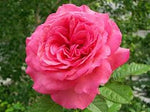 Rose Maroc Absolute
