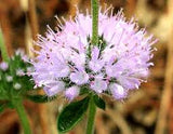 Pennyroyal Essential Oil
