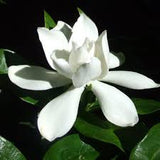 Gardenia  Absolute