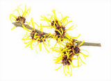Witchhazel Extract may Special