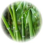 Bamboo Liquid Extract May Special