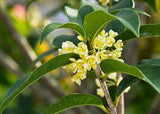 Osmanthus Absolute