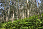Forest Tree Fragrance Clearance Special