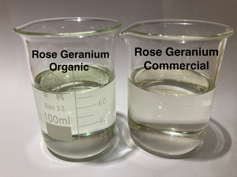 Rose Geranium Essential Oil  Organic