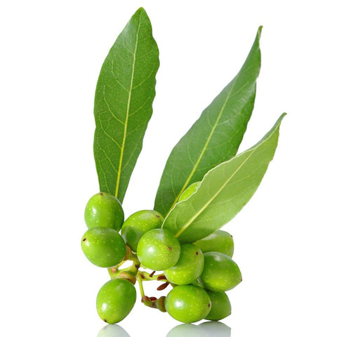 Laurel Berry Oil