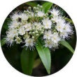 Lemon Myrtle Commercial Grade