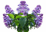 Lilac Fragrance Clearance Special