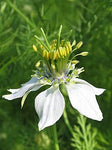 Black Cumin Oil