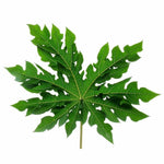 Papaya Leaf Oil Infused New product