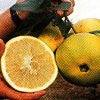 Grapefruit Essential Oil Pink Organic