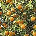 Mandarin Essential Oil