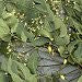 Neem Seed Oil