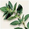 Oregano  Essential Oil