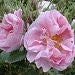Rose Hydrosol