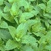 Peppermint Essential Oil China