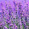 Lavander Grosso Essential Oil Organic