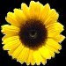 Sunflower Oil Refined
