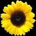 Sunflower Oil Refined PRICE DROP