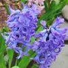 Hyacinth Absolute France