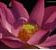 Pink Lotus Absolute