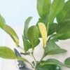 Lime Kaffir Essential Oil steam distilled leaf