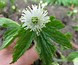 Goldenseal Botanical Extract