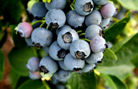 Blueberry Fragrance