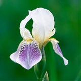 Iris Florentina Botanical Extract