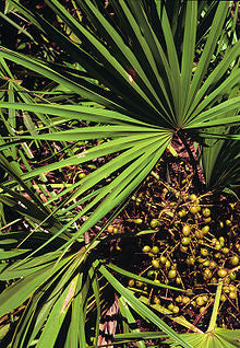 Saw Palmetto Berry Extract