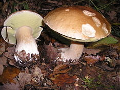 Mushroom  Cepes    boletus edulis