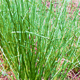 Vetiver Essential Oil organic