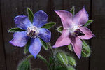 Borage Oil Organic