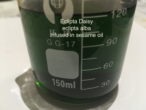 Eclipta daisy eclipta alba infused in seame oil