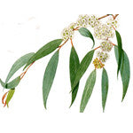 Eucalyptus Blue Gum Essential Oil