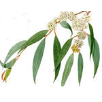Eucalyptus Radiata  80/85 Essential Oil