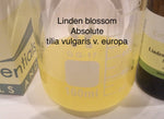 Linden Blossom Oil Absolute tilia vulgaris v.europa