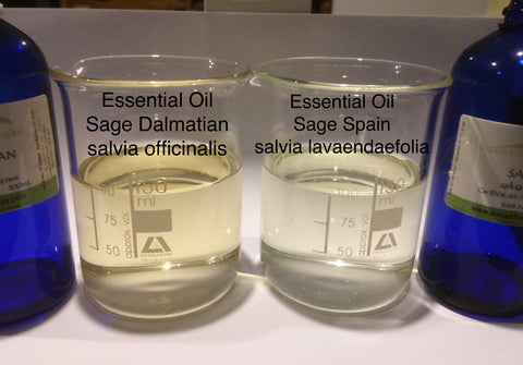 Essential Oil Sage Dalmatian