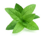 Peppermint Cornmint Organic Essential Oil