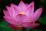 3% Lotus Pink dilution in Jojoba