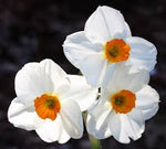 Narcissus Absolute