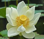 3% Lotus White dilution in Jojoba