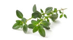 Thyme White Essential Oil