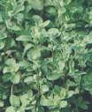 Marjoram Sweet Essential Oil Organic new product