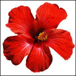 Hibiscus liquid botanical extract