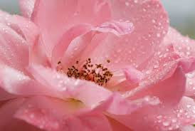 3% Rose Otto India in Jojoba