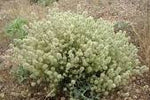 Marjoram Essential Oil Spain