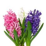 3% Hyacinth dilution in Jojoba