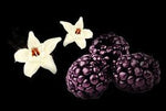 Black Raspberry & Vanilla Fragrance