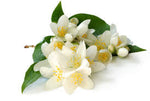 3% Jasmine Absolute Grandiflorium